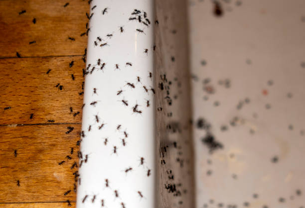 Best Best Pest Control Companies  in Syracuse, NE