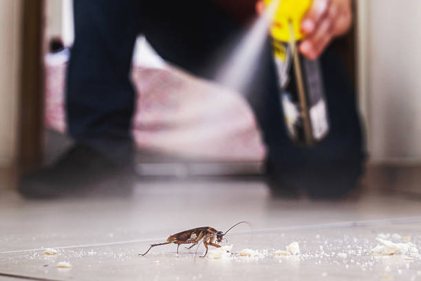 Best Flea Control Services  in Syracuse, NE